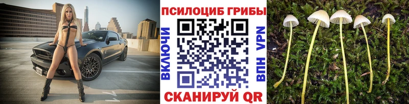 купить наркотики цена Нестеровская Галлюциногенные грибы Psilocybe